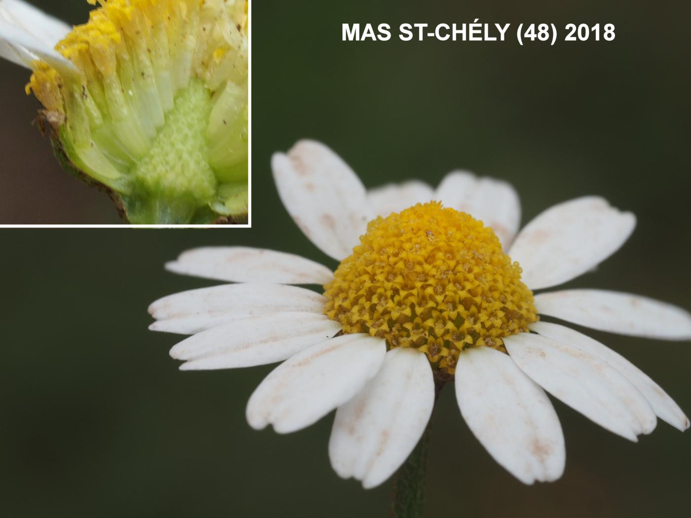 Chamomile flower